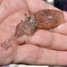 Dart Squid - Photo (c) thehaplesshiker, some rights reserved (CC BY-NC), uploaded by thehaplesshiker