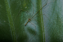 Paiwana chengpoi
