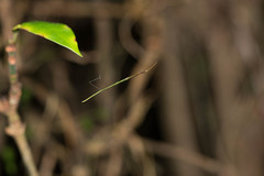 Ariamnes cylindrogaster