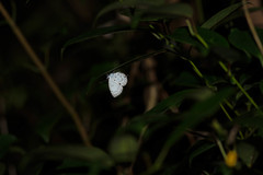 Megisba malaya sikkima