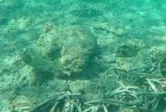 Lactophrys bicaudalis