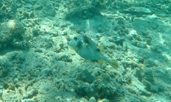 Lactophrys bicaudalis