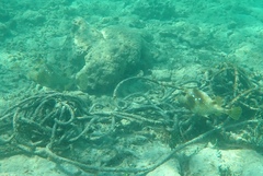 Lactophrys bicaudalis