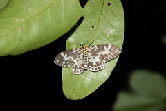 Pogonopygia nigralbata