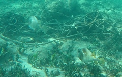 Lactophrys bicaudalis