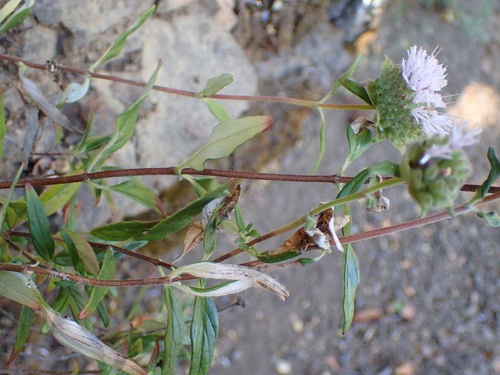 Image of Monardella hypoleuca by (c) George Williams, some rights reserved (CC BY)