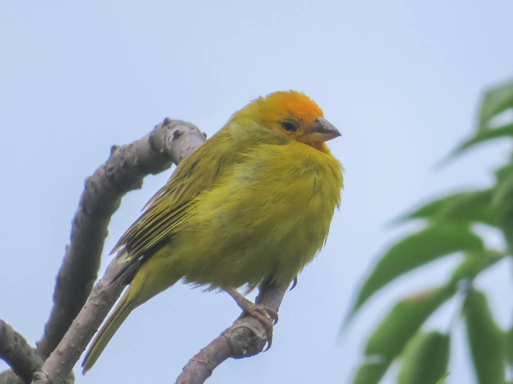 Saffron Finch from Costa Azul, Suba, Bogotá, Bogota, Colombia on July 5