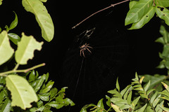 Poltys illepidus