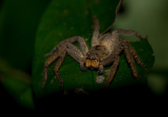 Heteropoda pingtungensis