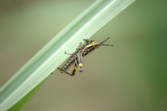 Zonocerus variegatus
