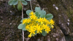 Sedum palmeri