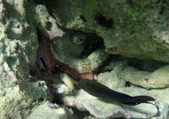 Octopus insularis