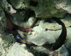 Octopus insularis