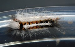 Euproctis terminalis