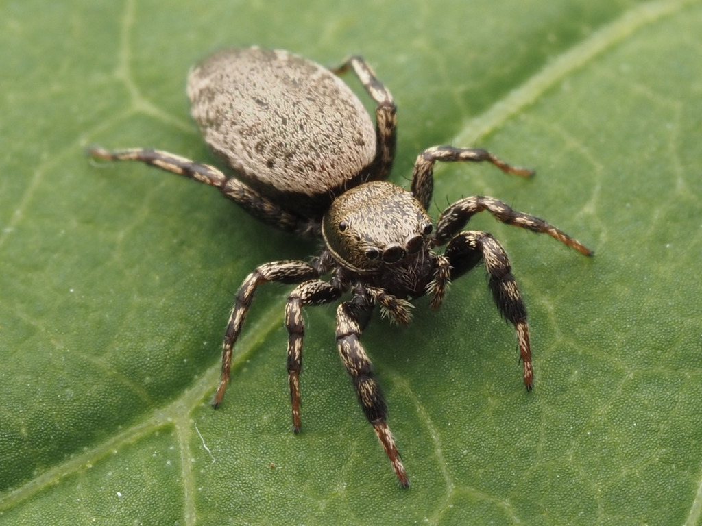 Hart's Jumping Spider