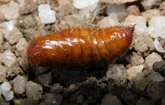 Euproctis terminalis