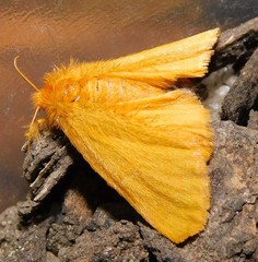 Euproctis terminalis