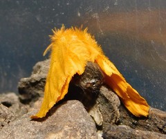 Euproctis terminalis