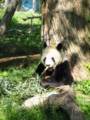 Ailuropoda melanoleuca