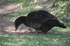 Cairina moschata domestica