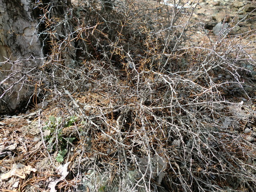 Image of Berberis cretica by (c) Letizia Weichgrebe, some rights reserved (CC BY)