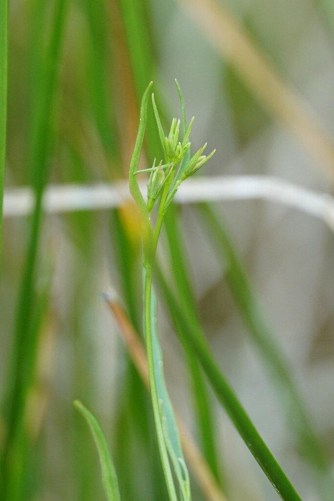 plants-from-cottonwood-county-mn-usa-on-july-13-2023-at-04-05-pm-by