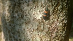 Strongylium decoratum