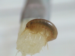 Gammarus elvirae