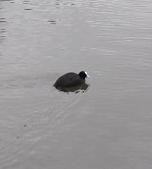 Fulica atra
