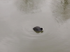 Fulica atra
