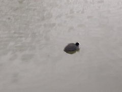 Fulica atra
