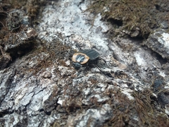 Oxelytrum discicolle