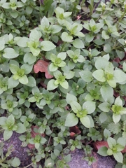 Stellaria media