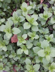Stellaria media