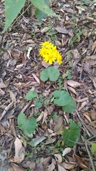 Packera coahuilensis