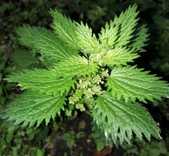 Urtica urens