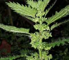 Urtica urens
