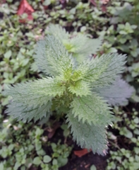Urtica urens