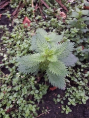 Urtica urens