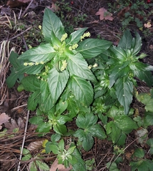 Mercurialis annua