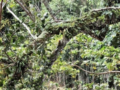 Melanerpes striatus