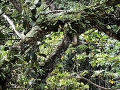 Melanerpes striatus