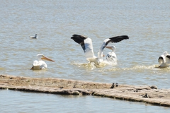 Pelecanus erythrorhynchos