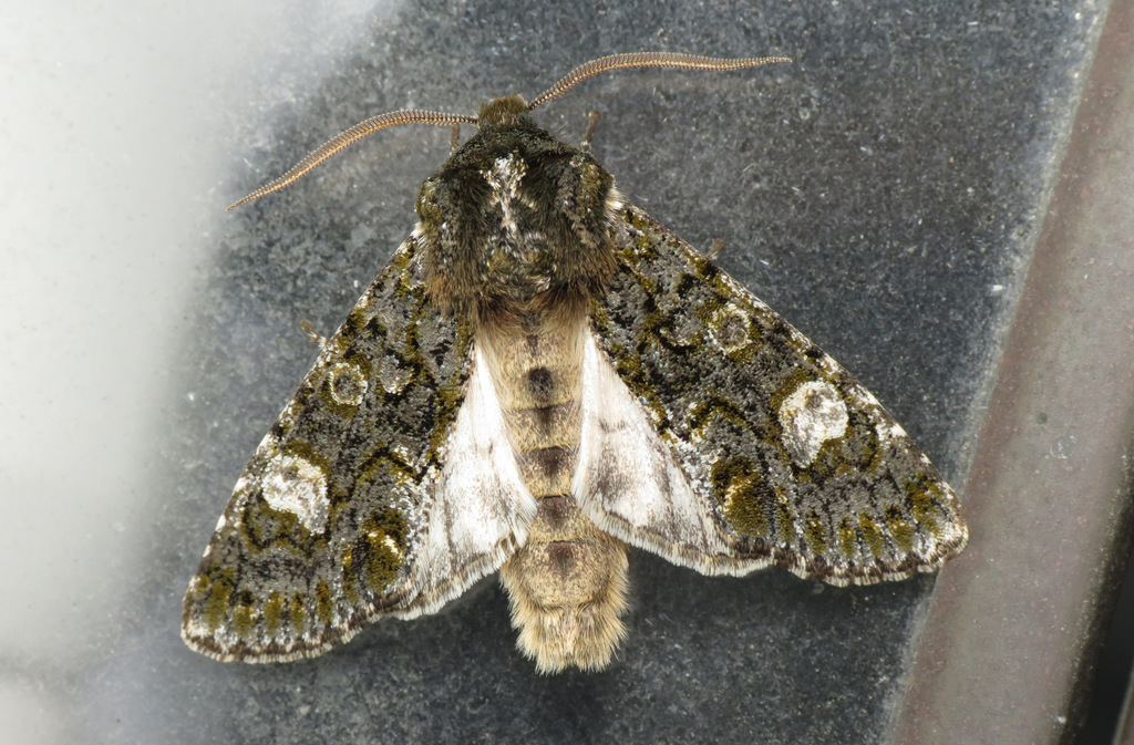 Copivaleria