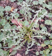 Taraxacum officinale