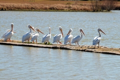 Pelecanus erythrorhynchos