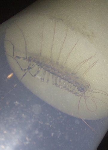 House centipede