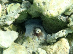 Octopus insularis
