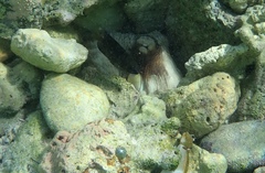 Octopus insularis