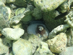 Octopus insularis